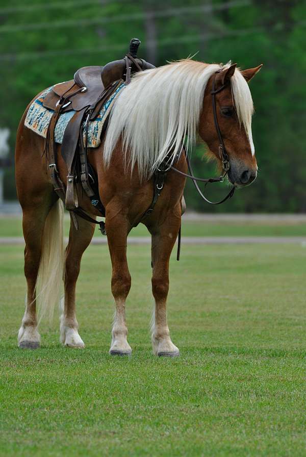 show-draft-horse