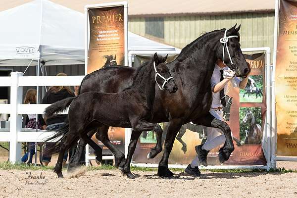 dressage-friesian-horse