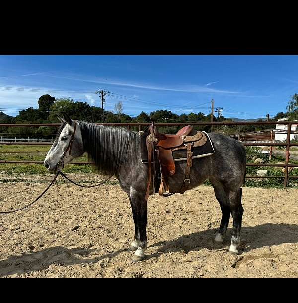 dressage-appendix-horse