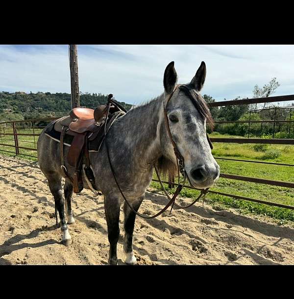 flashy-appendix-horse