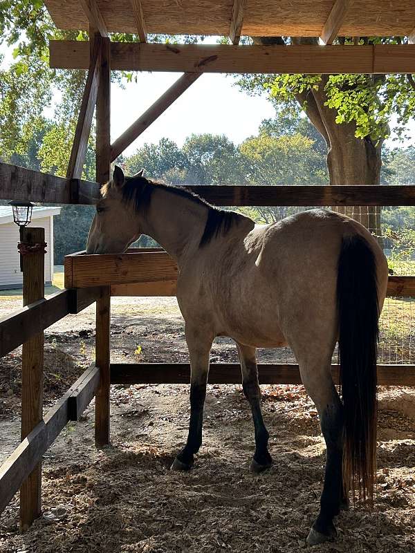 filly