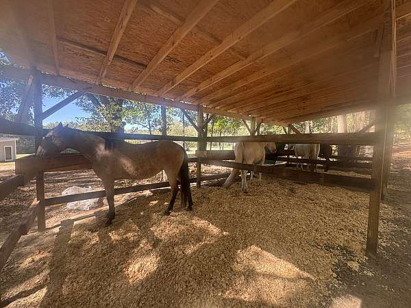 buckskin-filly