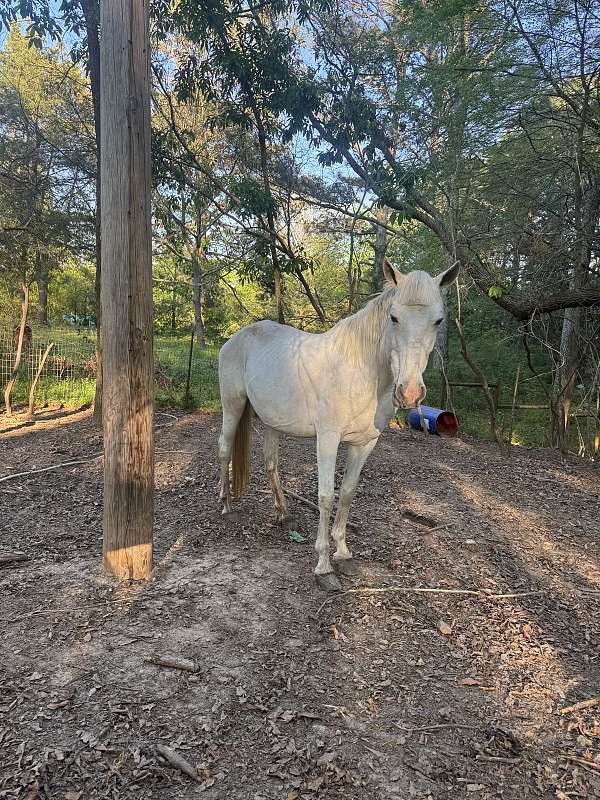 white-foal-for-sale