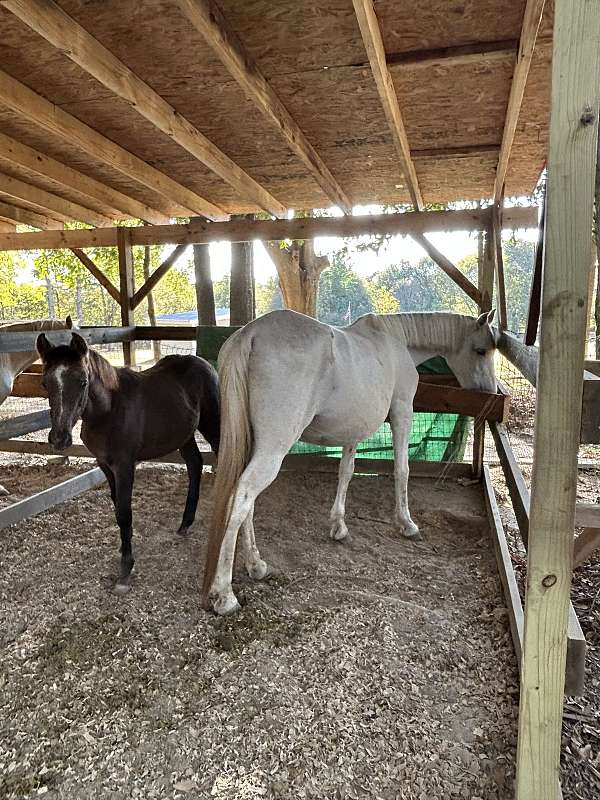 white-foal