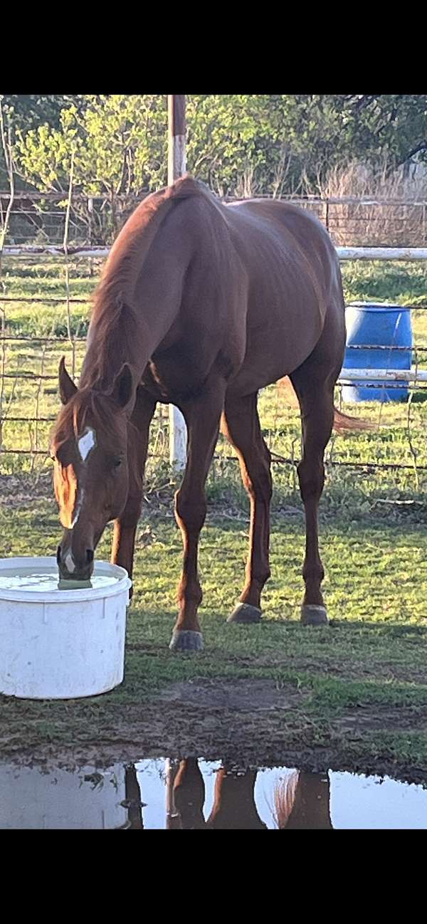 eye-catcher-thoroughbred-horse