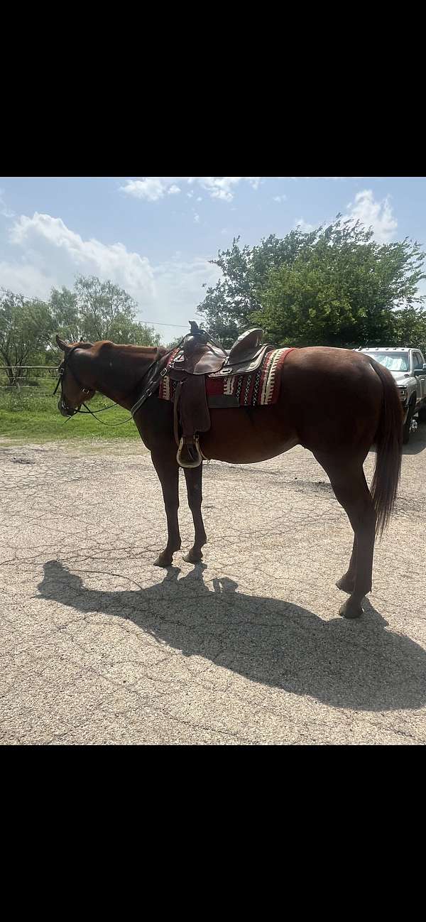 real-eye-catcher-thoroughbred-horse
