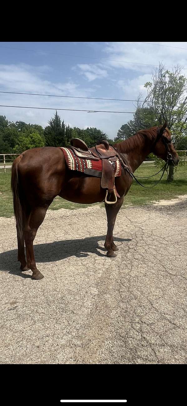 real-eye-catcher-horse