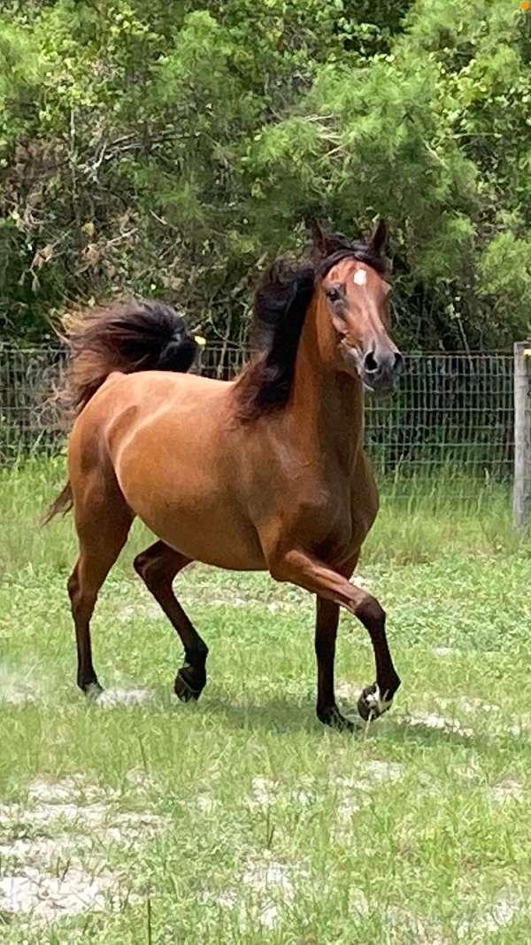 the-real-mccoy-arabian-horse