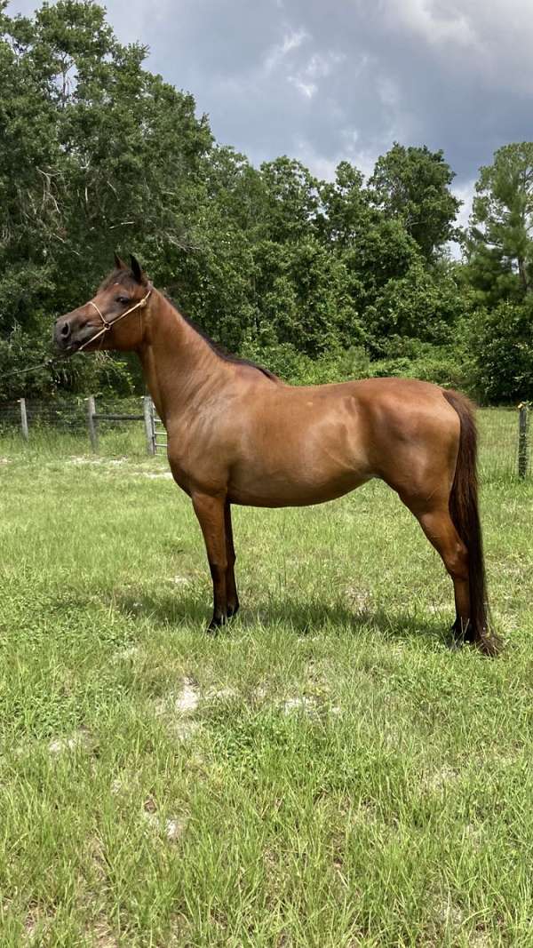 the-real-mccoy-horse