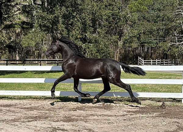 black-vaquero-horse