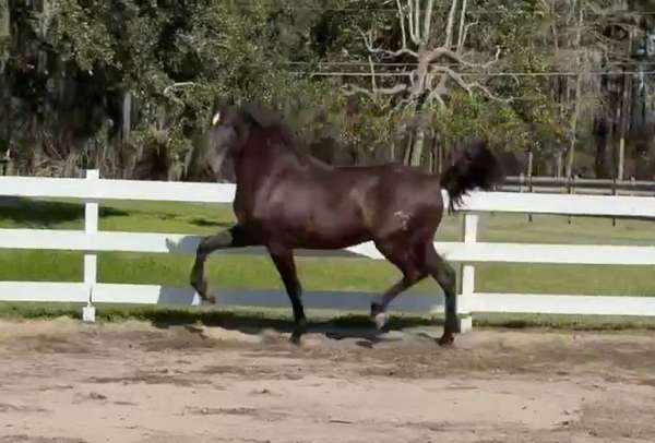 vaquero-colt