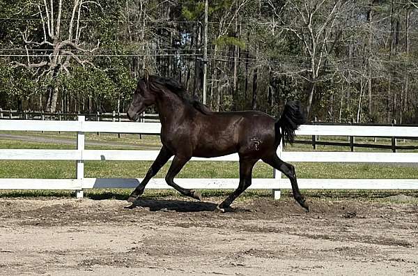 all-around-andalusian-horse