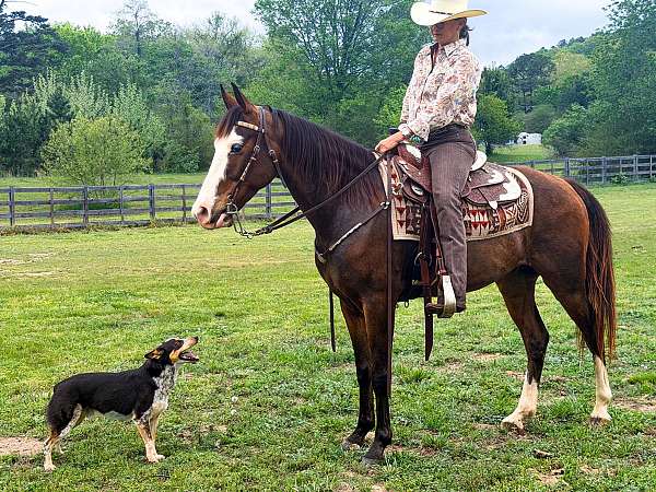 kid-friendly-horse-missouri-fox-trotter