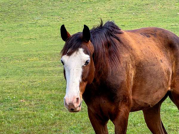 tennessee-walking-horse-missouri-fox-trotter