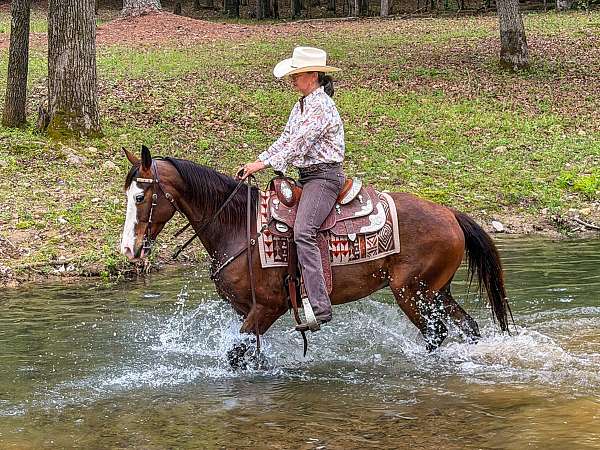 kentucky-mountain-horse-missouri-fox-trotter