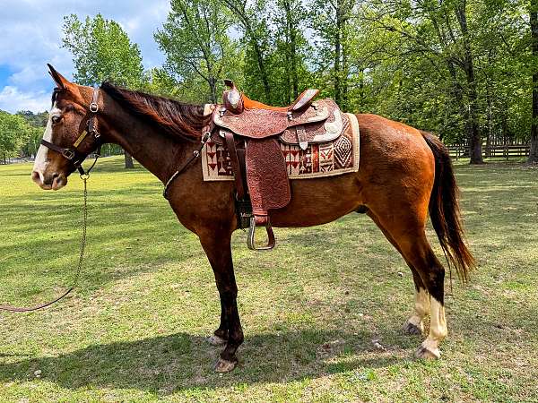 trail-horse-missouri-fox-trotter
