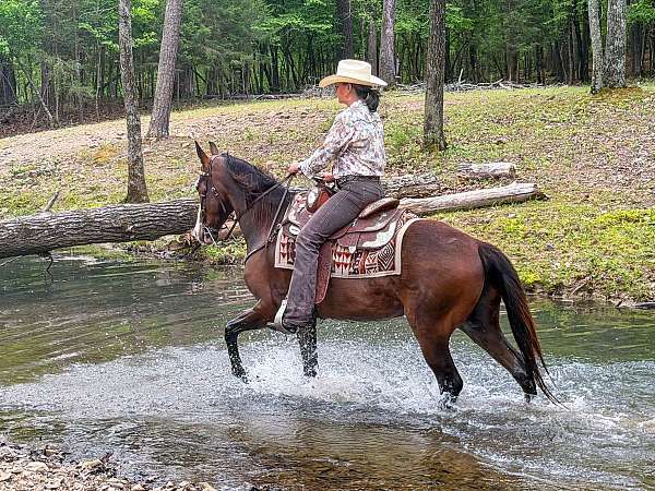 gaited-horse-missouri-fox-trotter