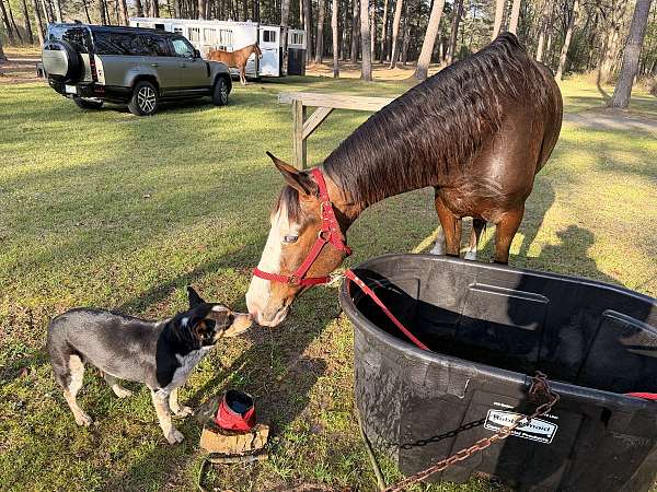 gentle-horse-missouri-fox-trotter