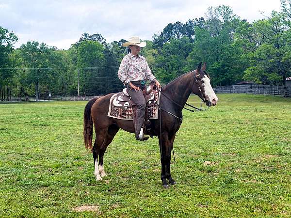 my-horse-connection-missouri-fox-trotter