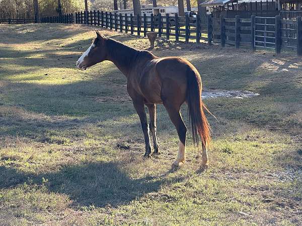 horse-for-sale-missouri-fox-trotter
