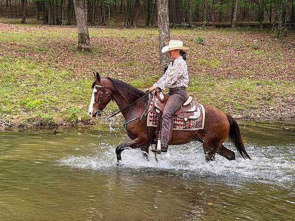 western-horse-missouri-fox-trotter