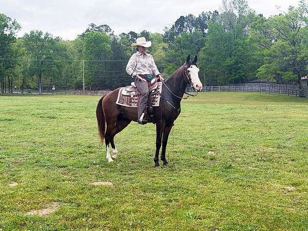 western-dressage-horse-missouri-fox-trotter