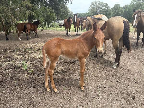 chestnut-white-muzzle-belly-horse