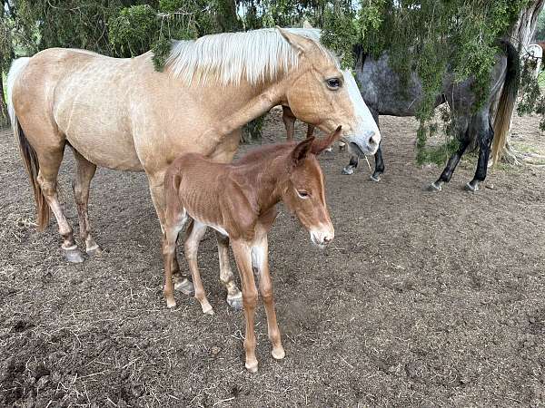 babies-mule