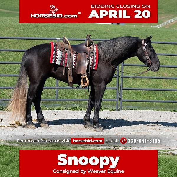 draft-horse