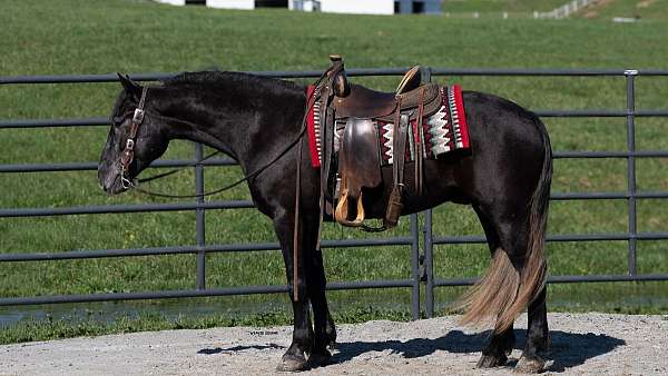 gelding-draft-horse