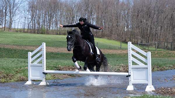 husband-draft-horse