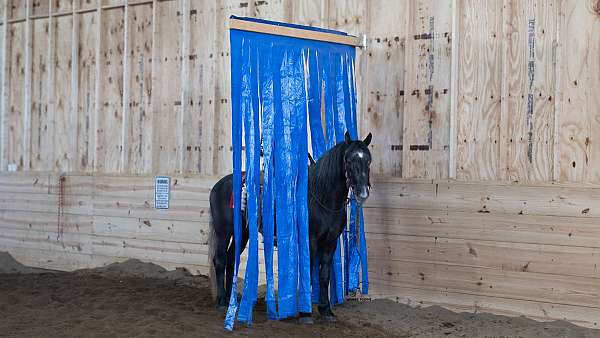 jumper-draft-horse