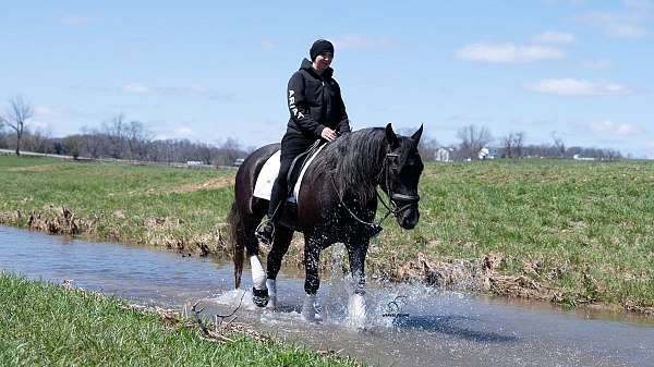 grey-draft-horse