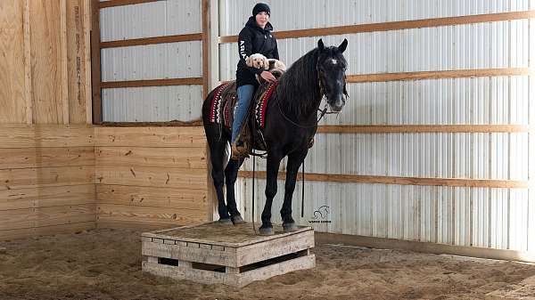 all-around-draft-horse