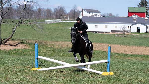 dressage-draft-horse