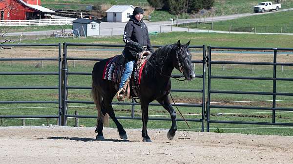husband-safe-draft-horse