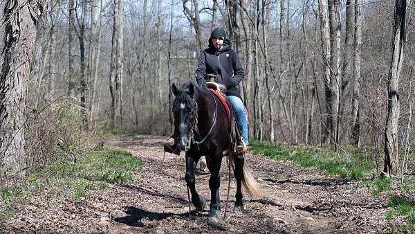 hunter-jumper-draft-horse