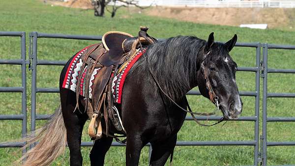 lesson-draft-horse