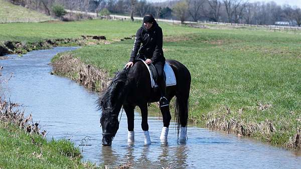 ridden-english-draft-horse