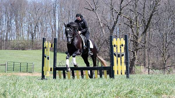 ridden-western-draft-horse