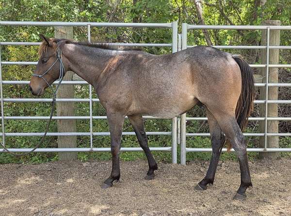 quarter-horse-stallion