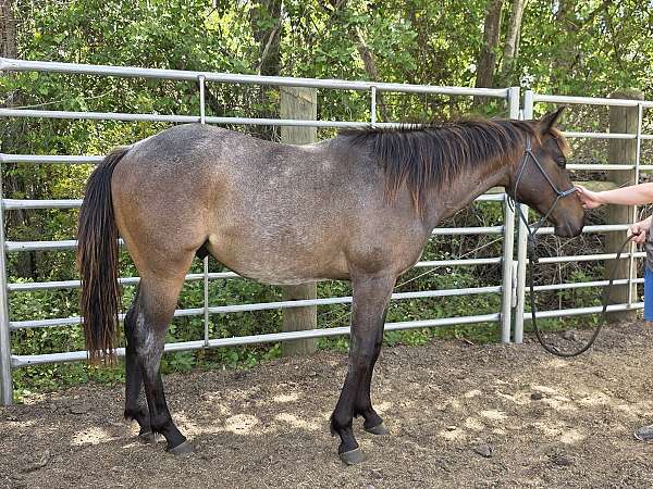 quarter-horse-for-sale