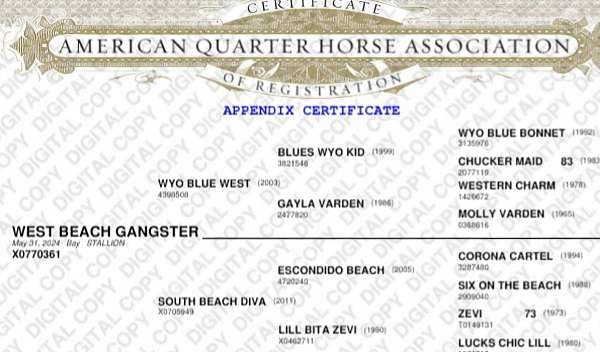 quarter-horse