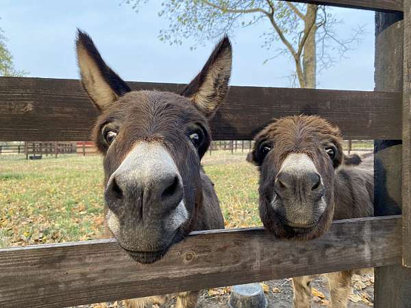 miniature-donkey