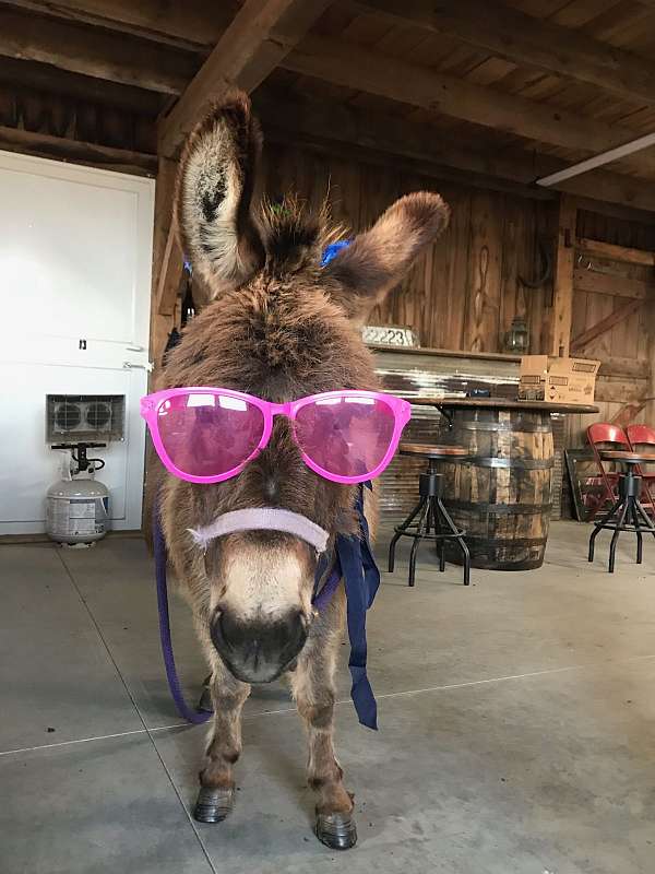 miniature-donkey-for-sale