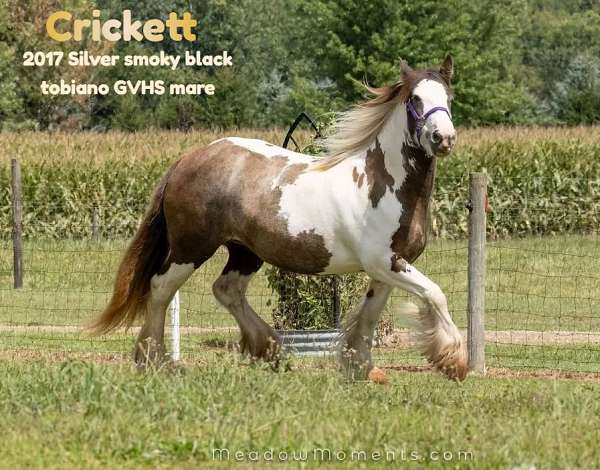 silver-smoky-black-tobiano-horse