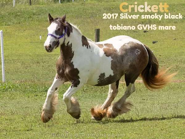 smokey-black-silver-smoky-tobiano-horse