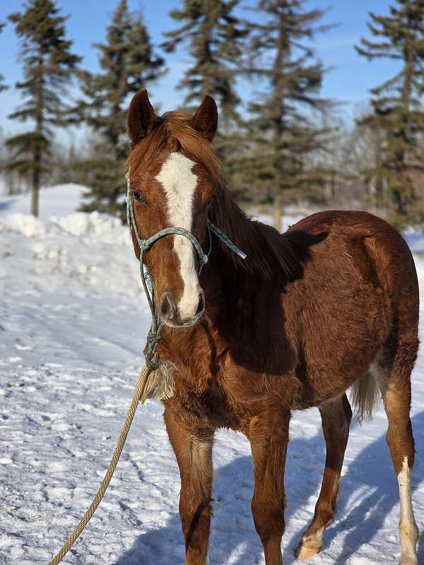 chestnut-pshr-horse