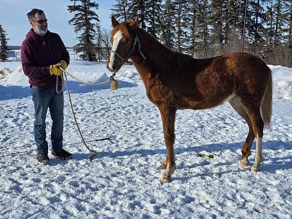 blaze-horse