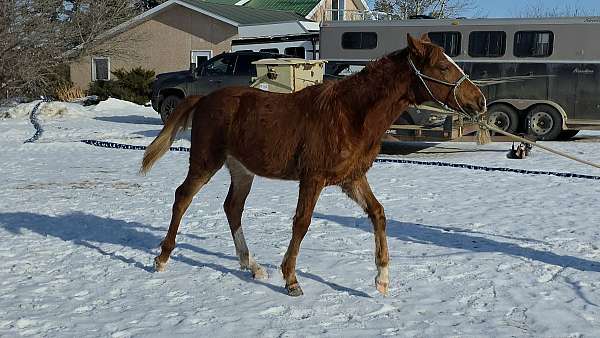 hind-stocking-horse